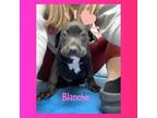 Adopt Blanche a Black Labrador Retriever / Terrier (Unknown Type