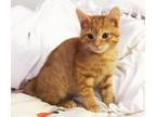 Adopt Cheeto a Orange or Red Tabby Domestic Shorthair (short coat) cat in Mt.