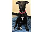 Adopt Gwinett Lab Mix 5 Months Old Needs Medical Help a Black Labrador Retriever