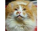 Adopt Mooch a Orange or Red Domestic Longhair / Domestic Shorthair / Mixed cat
