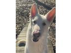 Adopt Bucky a White German Shepherd Dog / Mixed dog in Monroe, NC (33733859)