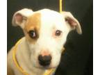 Adopt A1138977 a White - with Brown or Chocolate Labrador Retriever / Mixed dog