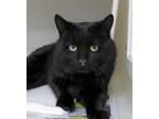 Adopt Elliott a All Black Domestic Shorthair / Mixed (short coat) cat in
