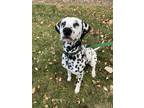 Adopt Zoey a White - with Black Dalmatian / Dalmatian / Mixed dog in