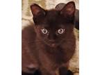 Adopt Tara a Black (Mostly) Domestic Shorthair (short coat) cat in Salem