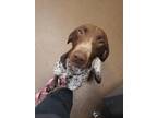 Adopt Rusty a German Shorthaired Pointer / Terrier (Unknown Type