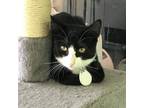Adopt Tuxie a All Black Domestic Shorthair / Mixed cat in Patchogue