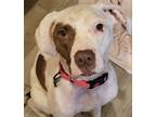 Adopt LILLY a White - with Brown or Chocolate Pit Bull Terrier / Mixed dog in
