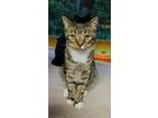 Adopt Huey a Tiger Striped Domestic Shorthair (short coat) cat in Pottsville