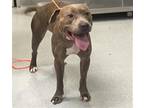Adopt TAZ a Gray/Blue/Silver/Salt & Pepper Pit Bull Terrier / Mixed dog in