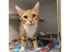 Adopt MP3 a Orange or Red Domestic Shorthair / Mixed cat in Beaumont