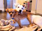 Adopt Ginger & Fred (Bonded Pair) a Tan/Yellow/Fawn - with White Pomeranian /