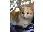 Adopt Tangelo a Orange or Red Tabby Domestic Shorthair / Mixed cat in Raleigh