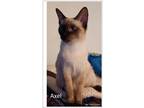 Adopt Axel a Tan or Fawn (Mostly) Siamese / Mixed (short coat) cat in Cherry