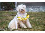 Adopt Opal - Not Available a White Bichon Frise dog in Kelowna, BC (33733397)