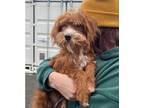 Adopt Yusef - Adoption Pending a Brown/Chocolate Toy Poodle / Border Terrier dog