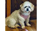 Adopt HoneyBunny a White Shih Tzu / Mixed dog in Saint Mary's, GA (33733349)