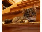 Adopt Ricky a Brown Tabby Domestic Mediumhair (medium coat) cat in Sykesville