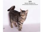 Adopt TITI a Spotted Tabby/Leopard Spotted Domestic Shorthair (short coat) cat