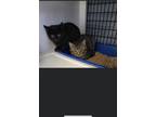 Adopt Leia a Gray, Blue or Silver Tabby Domestic Shorthair (short coat) cat in