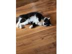 Adopt Gizmo a Black & White or Tuxedo American Bobtail / Mixed (medium coat) cat