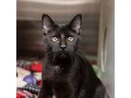 Adopt Mr. Batman a Domestic Shorthair / Mixed cat in Des Moines, IA (33732903)