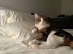 Adopt Giovanni a Brown Tabby Domestic Shorthair / Mixed (short coat) cat in