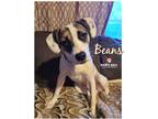 Adopt Beans a White - with Brown or Chocolate Anatolian Shepherd dog in Council