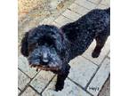 Adopt Hayz & Princess a Black - with Gray or Silver Toy Poodle / Mixed dog in