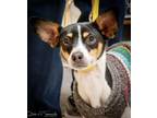 Adopt Dasher a Tricolor (Tan/Brown & Black & White) Rat Terrier / Mixed dog in