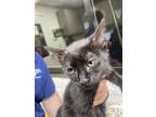 Adopt Kitten 1 a All Black Domestic Shorthair / Domestic Shorthair / Mixed
