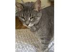 Adopt Sylvia a Spotted Tabby/Leopard Spotted Domestic Shorthair / Mixed (short