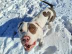 Adopt BOE a White - with Brown or Chocolate American Pit Bull Terrier / Mixed