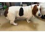Adopt Amber a White Basset Hound / Mixed dog in West Chester, PA (33732725)