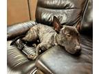 Adopt Groot a Brindle Dutch Shepherd / Mixed dog in West Allis, WI (33732598)