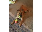 Adopt Remi a Red/Golden/Orange/Chestnut - with Black Black Mouth Cur / English