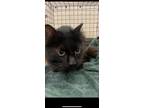 Adopt Kettle a All Black Domestic Longhair / Domestic Shorthair / Mixed cat in