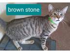Adopt Brownstone a Brown Tabby Domestic Shorthair (short coat) cat in