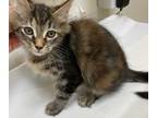 Adopt Faith a Brown Tabby Domestic Mediumhair (medium coat) cat in Clackamas