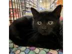 Adopt Otis a All Black Domestic Shorthair / Mixed (short coat) cat in Knoxville