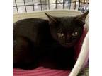 Adopt Opal a All Black Domestic Shorthair / Mixed (short coat) cat in Knoxville