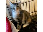 Adopt Hope a Calico or Dilute Calico Domestic Shorthair (short coat) cat in