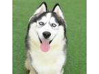 Adopt Shadow a Black - with White Siberian Husky / Mixed dog in Burlingame