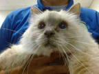 Adopt PARIS a Cream or Ivory Ragdoll / Mixed (long coat) cat in Doral
