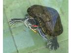 Adopt WILLY A Turtle  Other  Mixed Reptile Amphibian Andor Fish In Los Angeles CA 33732317