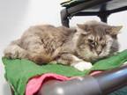 Adopt *BUTTERFLY a Gray, Blue or Silver Tabby Domestic Mediumhair / Mixed