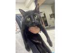 Adopt Jughead a All Black Bombay / Domestic Shorthair / Mixed (short coat) cat