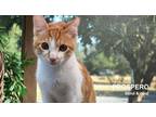 Adopt Prospero a Orange or Red (Mostly) Domestic Shorthair / Mixed (short coat)
