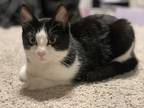 Adopt Noel a Black & White or Tuxedo Domestic Shorthair (short coat) cat in