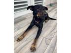 Adopt Pancho a Black - with Brown, Red, Golden, Orange or Chestnut Mountain Cur